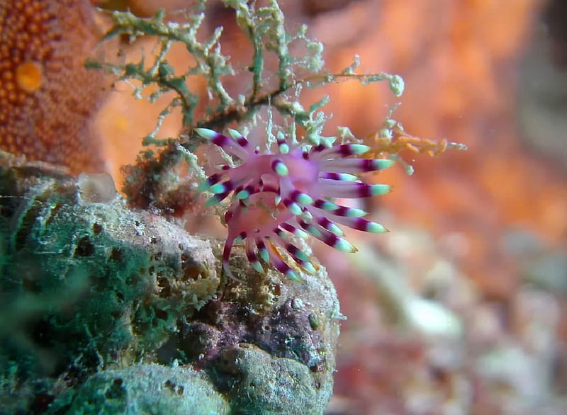 Red-lined Nudibranch, Mollusks, Nudibraanch, Zoology, Marine Animals, HD wallpaper