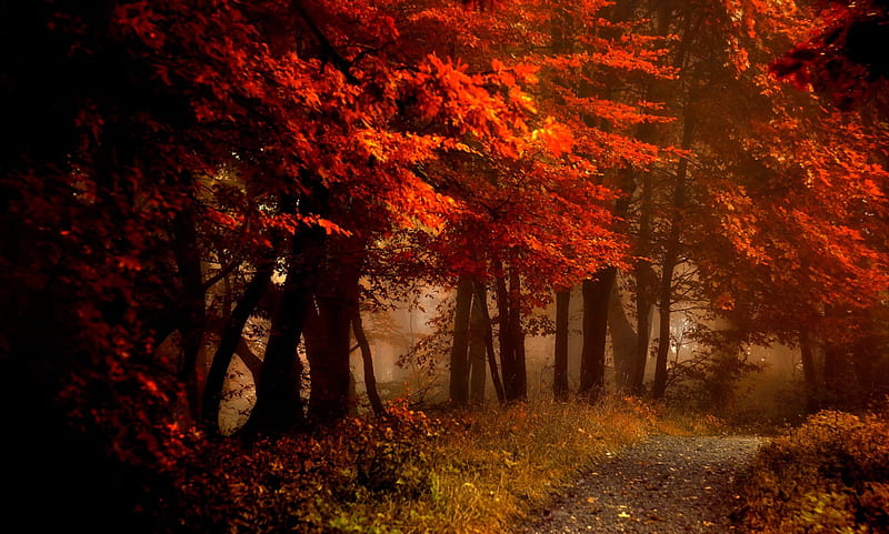 Autumn, forest, fall, woods, bench, leaves, splendor, autumn splendor, path, nature, road, HD wallpaper