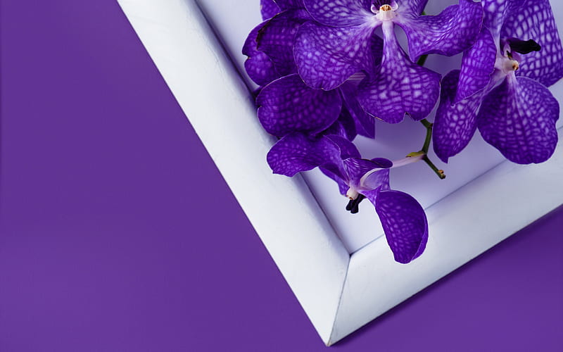 purple orchid, potted plants, tropical flowers, orchid on a purple background, orchids, HD wallpaper