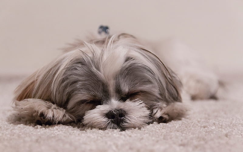Yorkshire Terrier sleeping dog, lazy concepts, little fluffy dog, cute animals, HD wallpaper