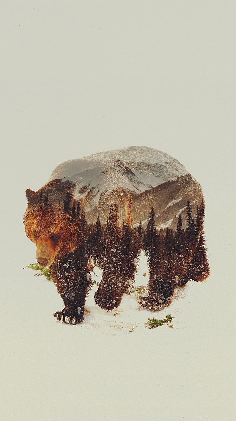 The Brown Bear, andreas lie, brown bear, HD phone wallpaper