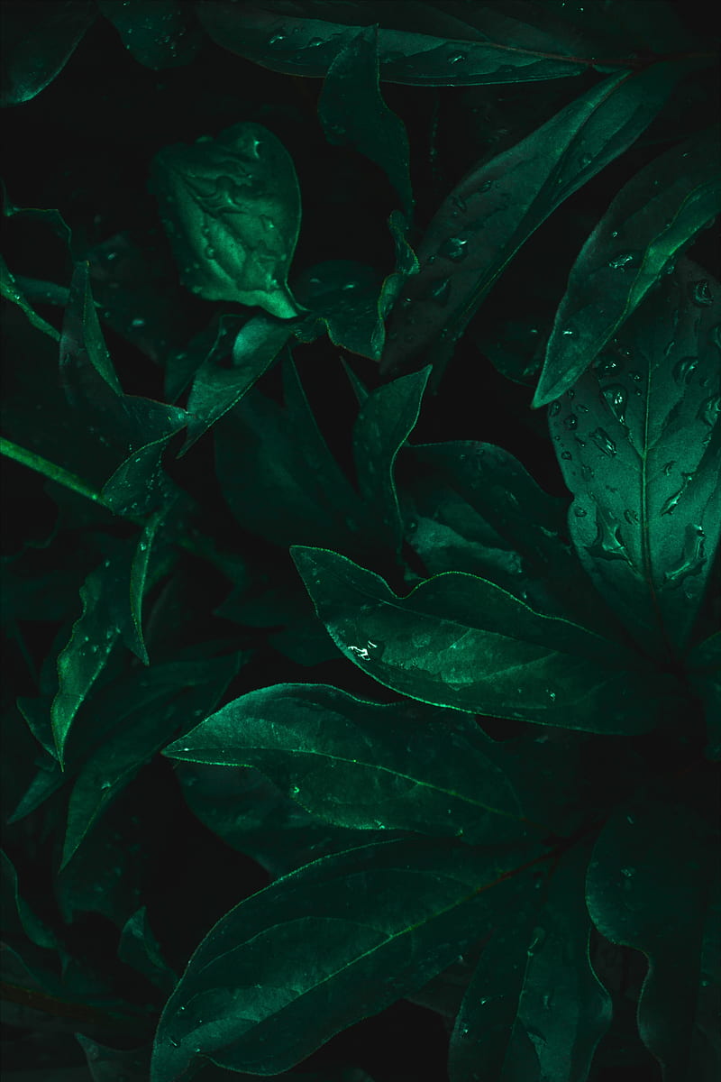 leaves, drops, moisture, green, dark, HD phone wallpaper