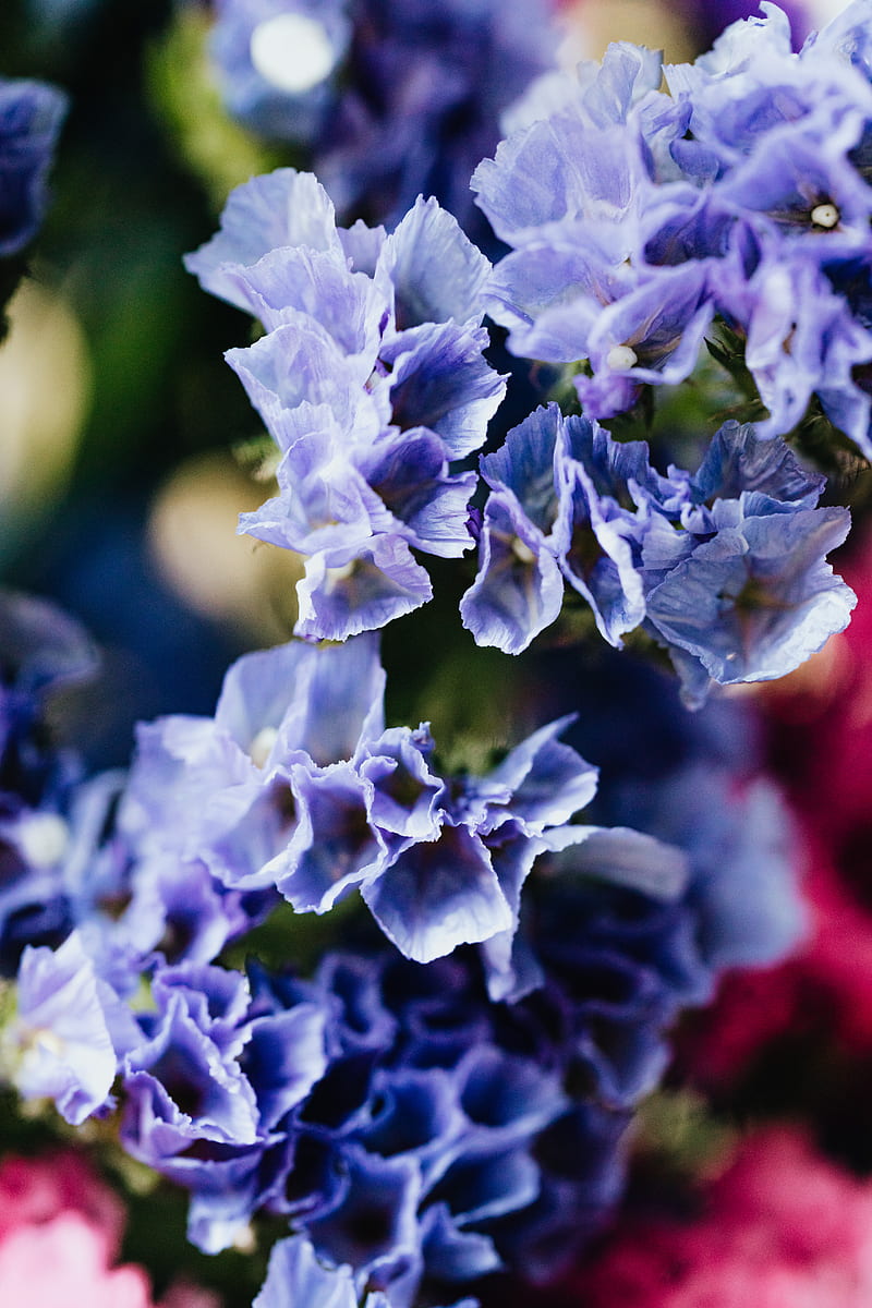 Purple Flower in Tilt Shift Lens, HD phone wallpaper
