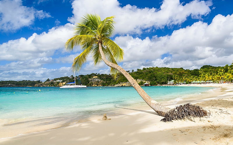 Caribbean Sea, Guadeloupe, tropical islands, beach, summer, palm, white yacht, HD wallpaper