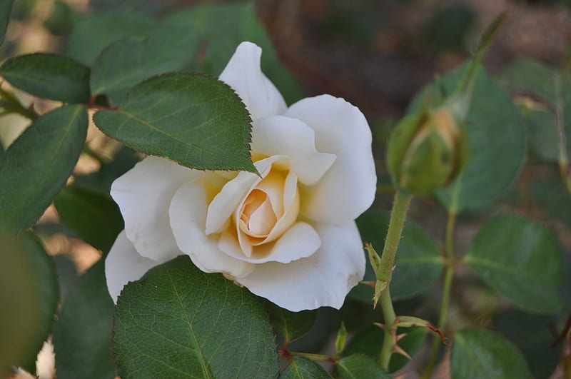 Rosa blanca, flores, naturaleza, rosas, blancas, Fondo de pantalla HD |  Peakpx