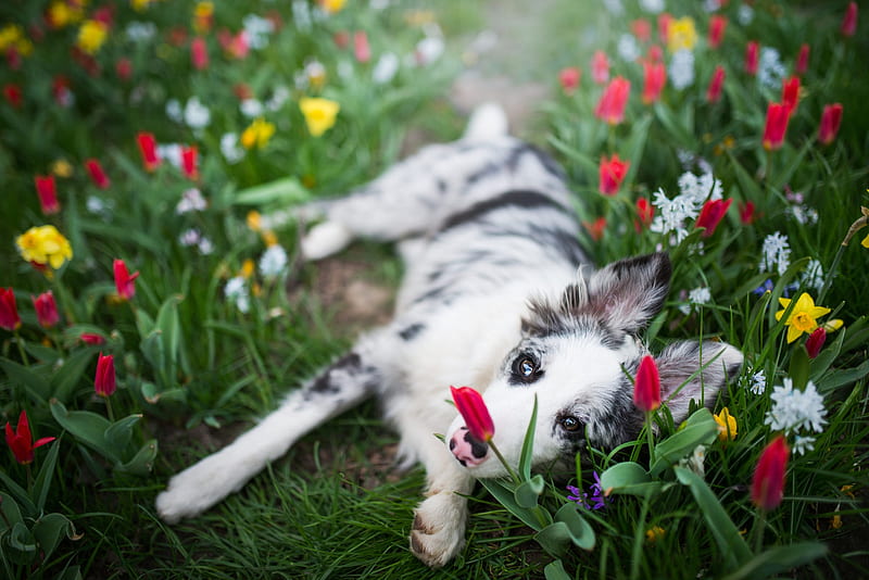 Dog Lies in the Middle of Spring Flowers, garden, flowers, spring, animal, dog, HD wallpaper