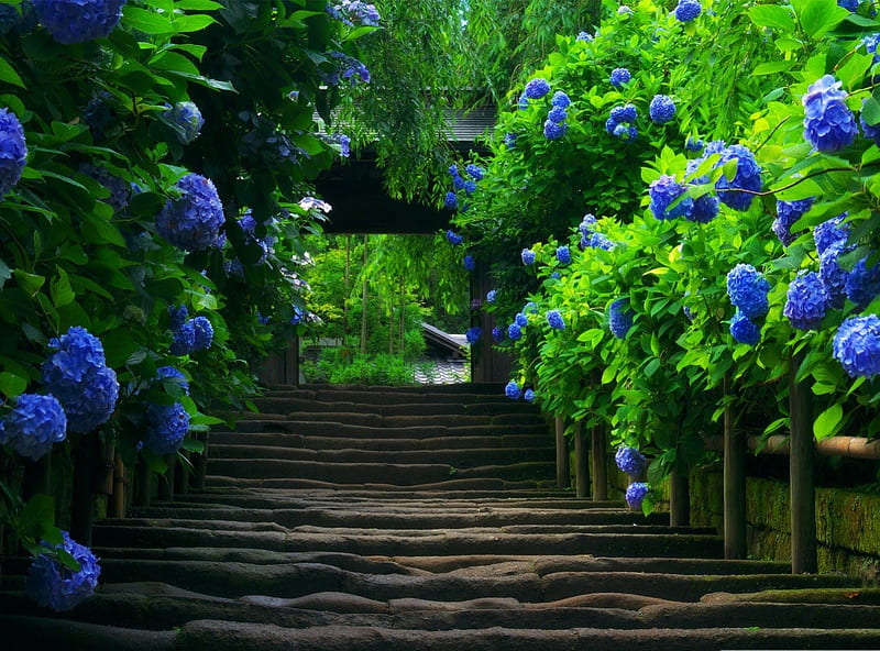 Japanese Garden - Stairs, blue flowers, Stairs, bonito, Japanese Garden, HD wallpaper