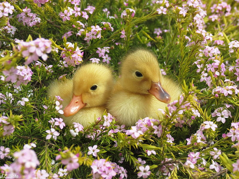 Sweet Ducklings, flowers, birds, ducklings, sweet, adorable, HD wallpaper