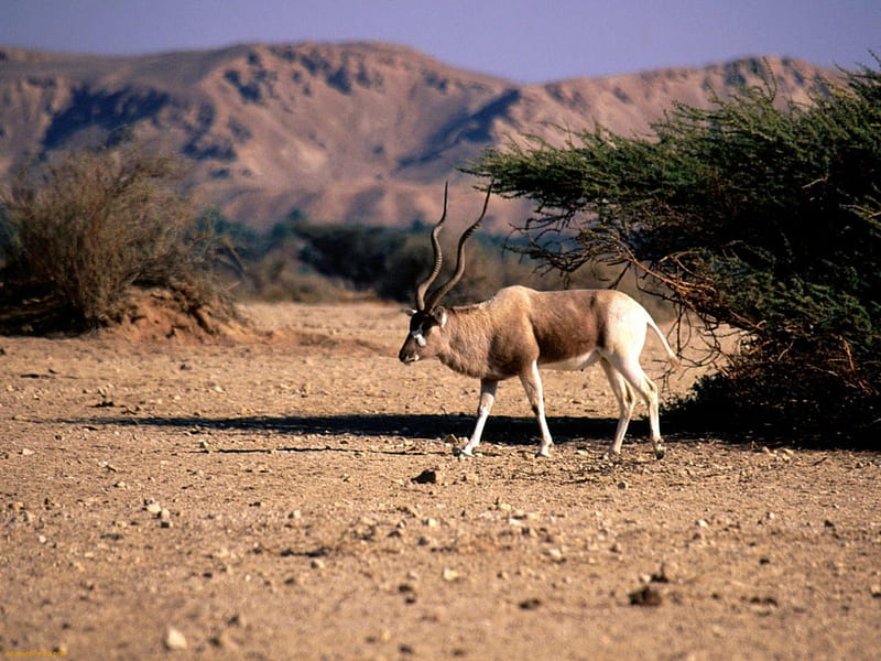 Addax, antilope, big, long, horns, HD wallpaper
