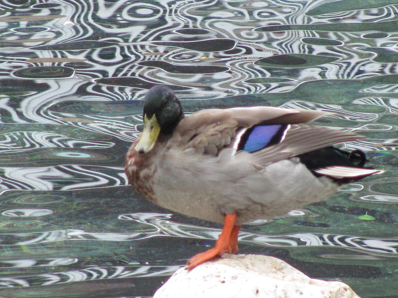 duck, waterfowl, water, lake, HD wallpaper