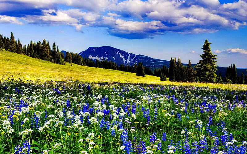 Mountain meadow, pretty, grass, bonito, mountain, nice, wildflowers, peaks, flowers, hills, lovely, fresh, greenery, delight, sky, freshness, summer, nature, meadow, field, HD wallpaper