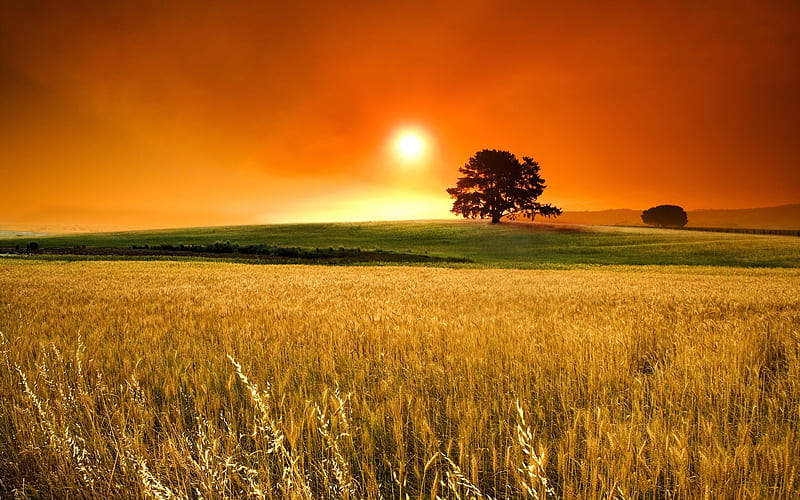 Orange Sunset Above Corn Field, HD wallpaper