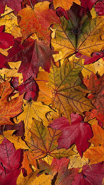 Autumn Glory, fall, autumn, mountain ash, pine cone, bisque, abstract ...