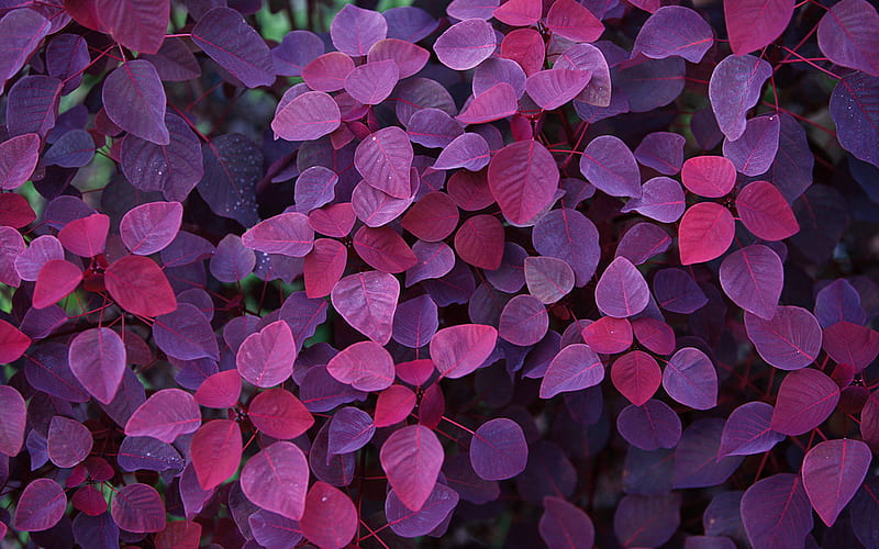Rabbit cabbage, nature, leaves, purple, windows 7, HD wallpaper