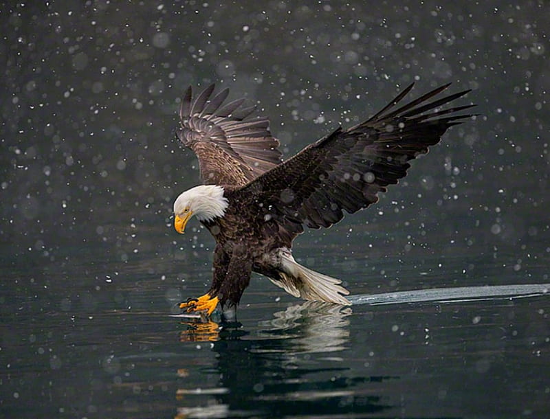 American Bald Eagle Fishing in light snow, opportunistic feeder, American Bald Eagle, snow, Fishing, HD wallpaper