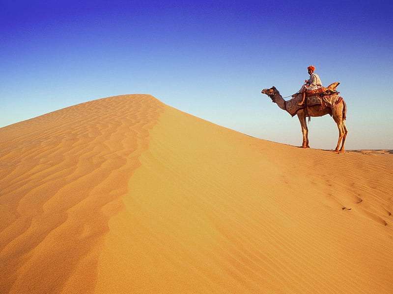 Untitled , sand, desert, india, camel, rajasthan, HD wallpaper