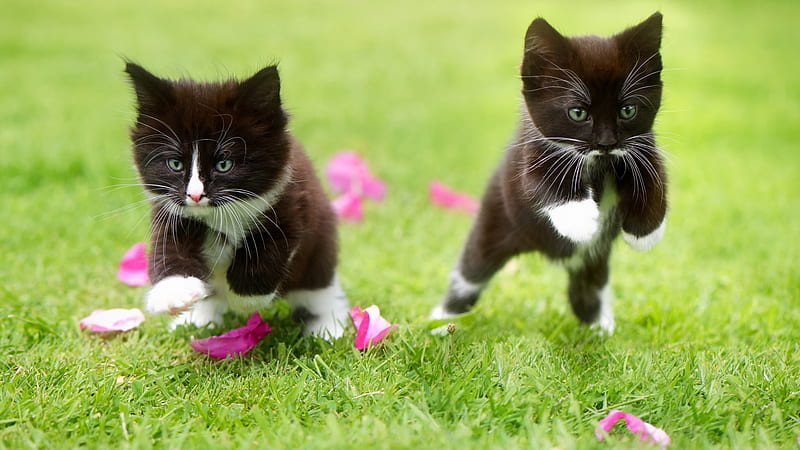 Two Black White Tuxedo Kittens Funny Actions On Green Grass Jumping Funny Cat, HD wallpaper