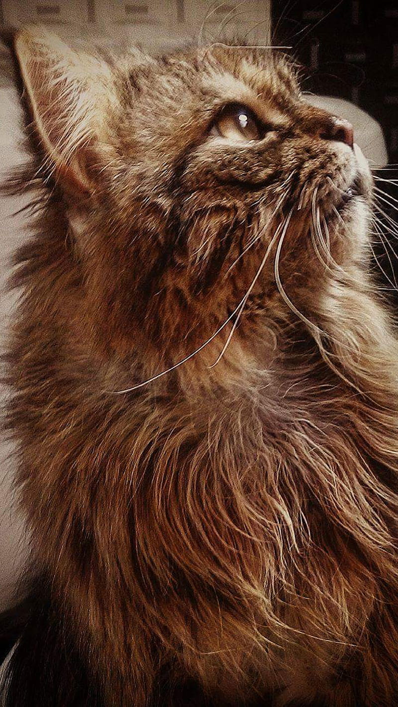 Meditation, animal, cat, HD phone wallpaper | Peakpx