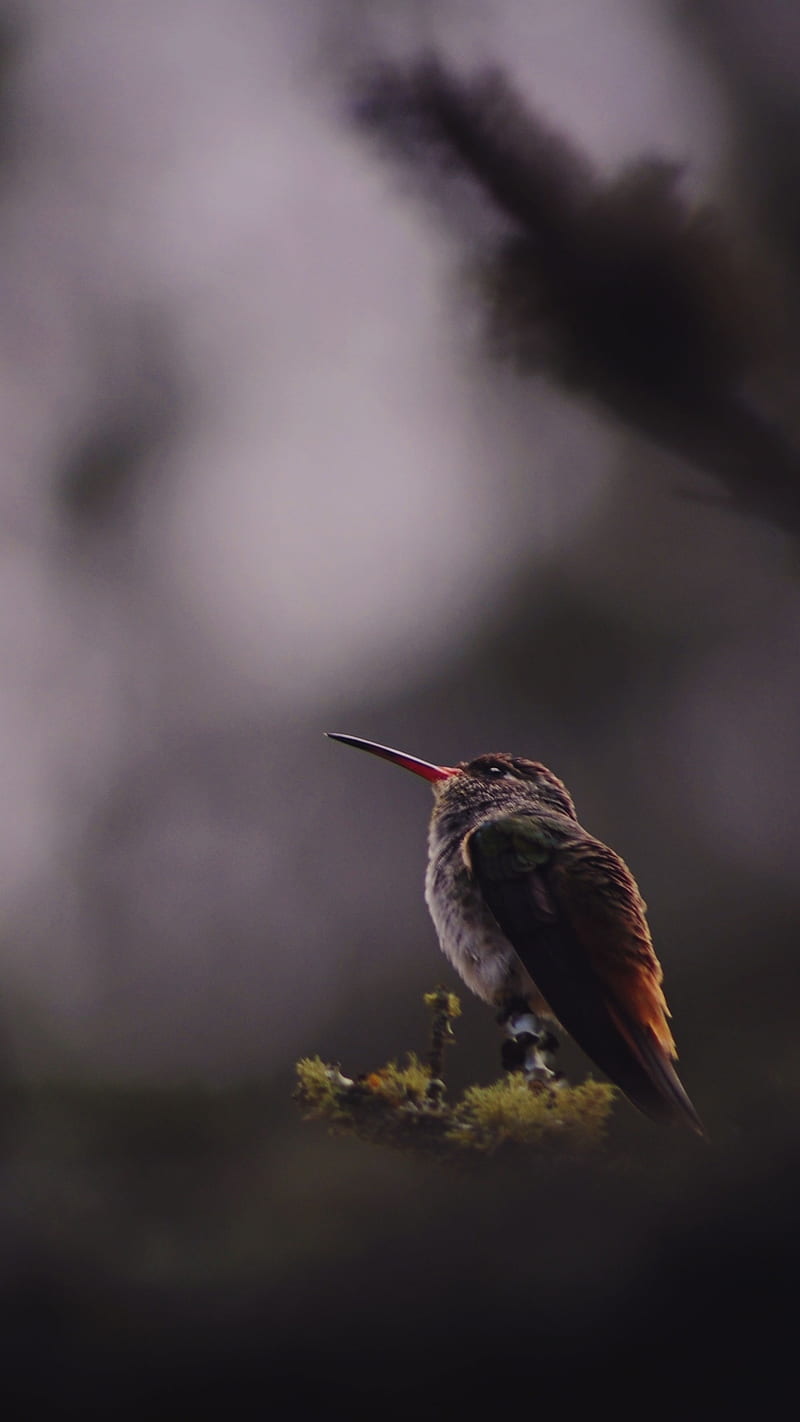 Hummingbird , bird, small bird, long beak, dark, blur, HD phone wallpaper