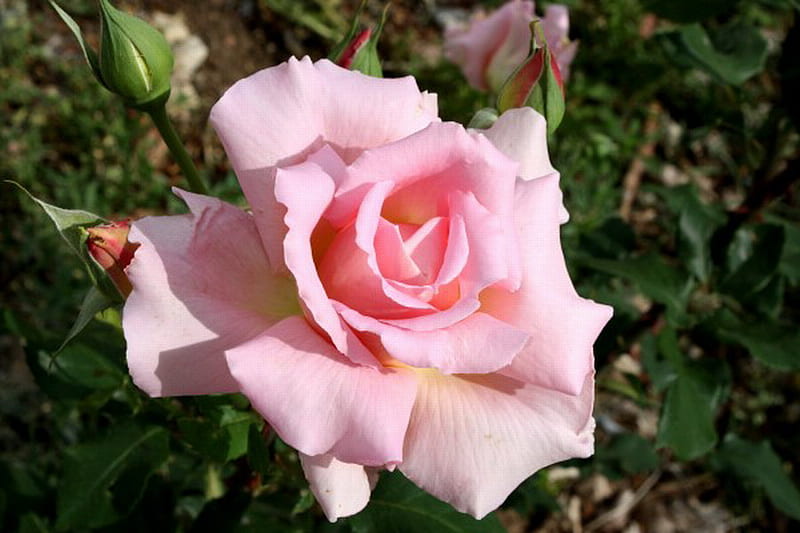IN FULL BLOOM, flower, beauty, rose, pink, HD wallpaper