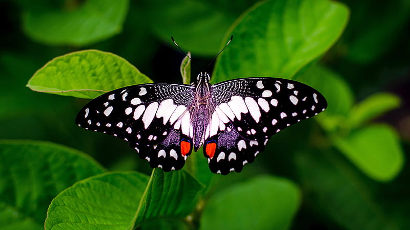 Black White Butterfly On Green Leaf Animals, HD wallpaper