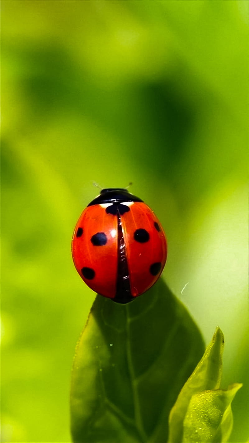 ladybug , 2020, colour, natural, HD phone wallpaper