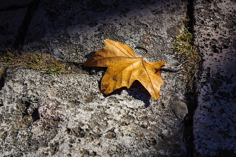Fallen Autumn Leaf , leaf, autumn, nature, HD wallpaper