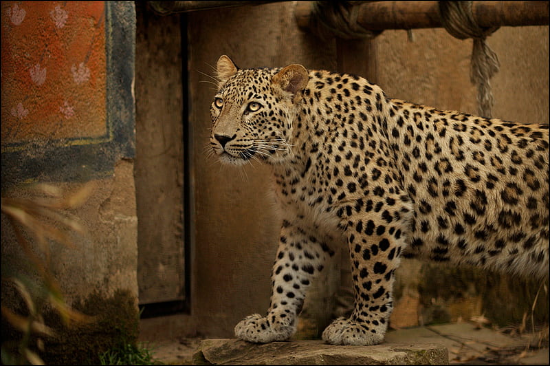 KING OF HIS JUNGLE, leopard, jungle, bonito, cat, animal, HD wallpaper