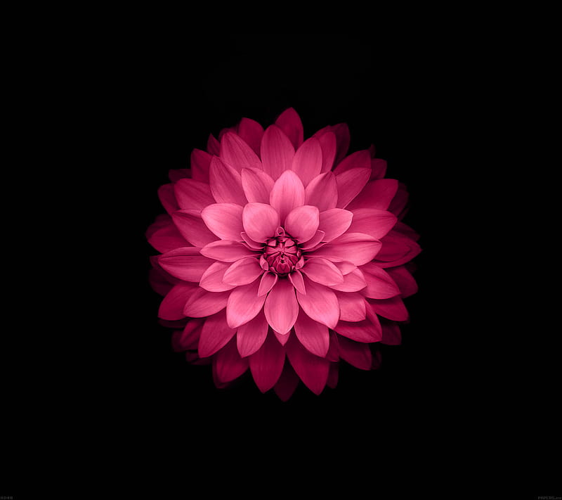 Red Lotus, bonito, black, flower, pink, purple, r3d, top, HD wallpaper