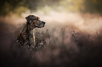 Great Dane Dogs Wallpapers APK voor Android Download