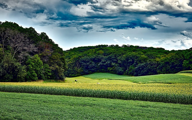America, corn field, forest, green grass, summer, Wisconsin, USA, HD wallpaper