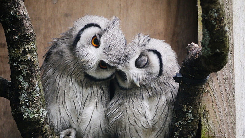 Cuddling Owls, nest, owls, together, barn, HD wallpaper
