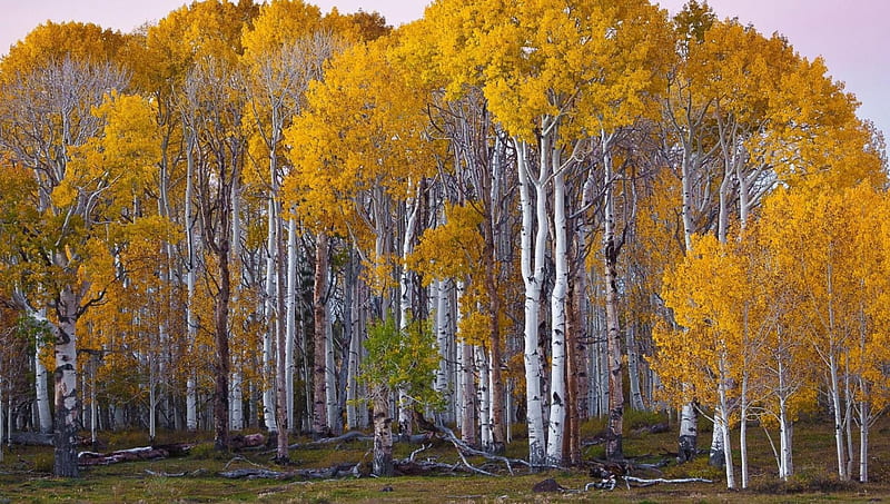 birch forest in autumn, forest, autumn, trunks, stumps, HD wallpaper