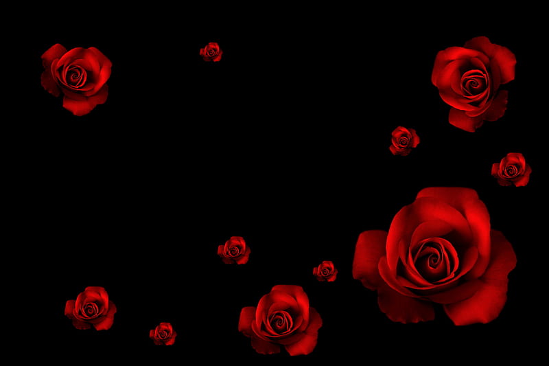 Roses, red, rose, flower, flowers, black, nature, bonito, HD wallpaper |  Peakpx