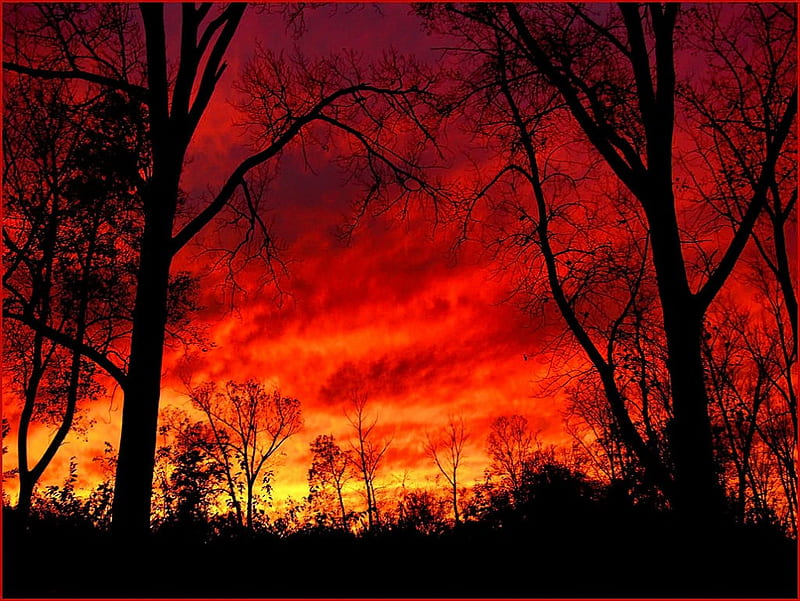 burning sunset, forest, sunset, nature, churchill woods, HD wallpaper