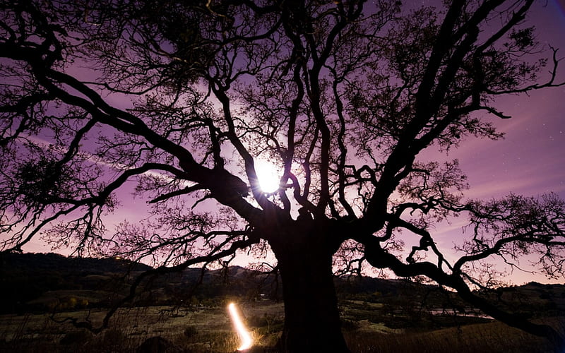 tree under a violet sky, tree, sun, violet, branches, sky, HD wallpaper