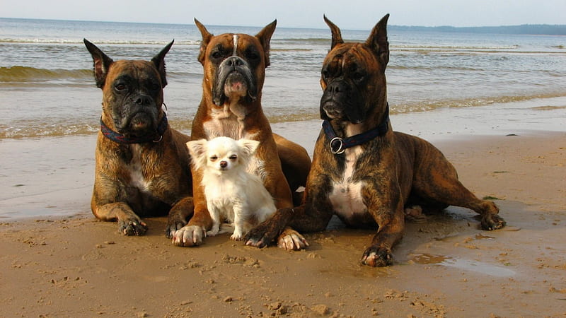 Friends enjoying the beach, beach, sand, loyal, puppy, dog, animal, HD wallpaper