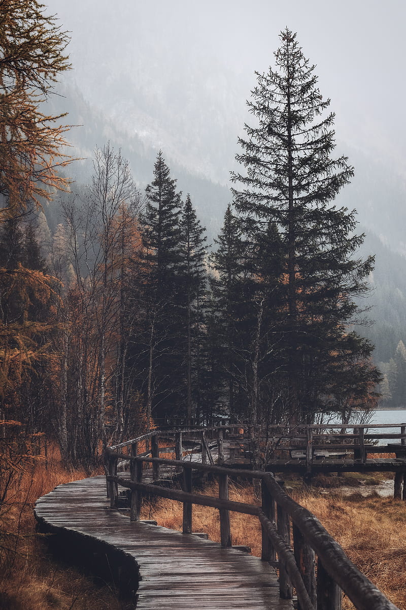 forest, trees, bridge, autumn, HD phone wallpaper
