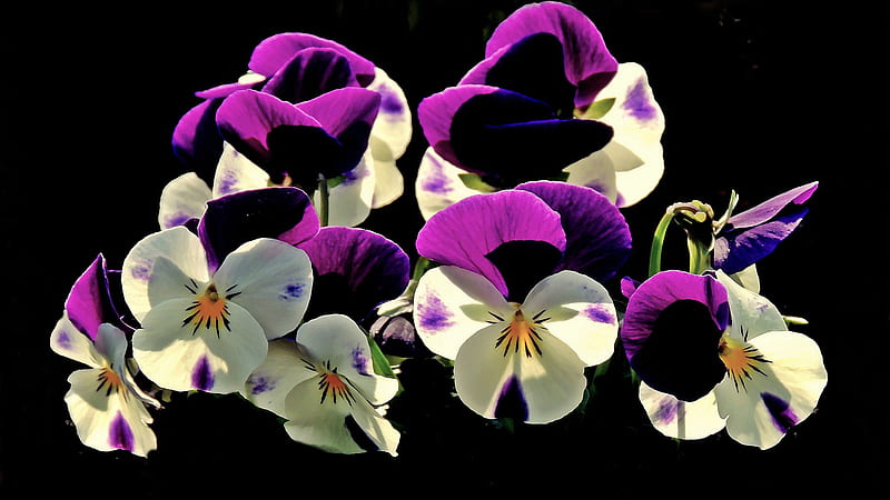Flores de pensamiento blanco púrpura en flores de negro, Fondo de pantalla  HD | Peakpx