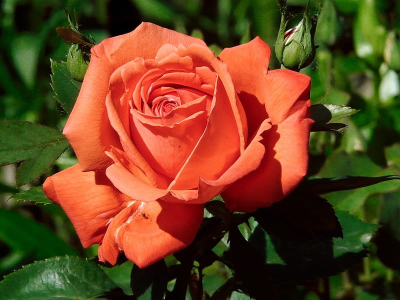 Orange Rose, leaves, rose, orange, macro, flower, nature, petals, buds, HD wallpaper