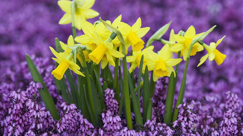 Daffodils in Purple Heather, Heather, Easter, purple, daffodils, flowers, yellow, Spring, HD wallpaper