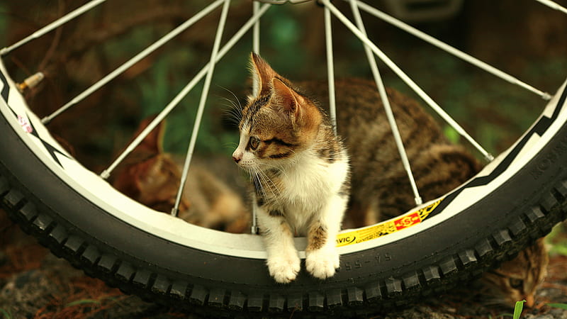 Brown Black White Cat Kitten Is Standing In Between Bicycle Wheel Kitten, HD wallpaper