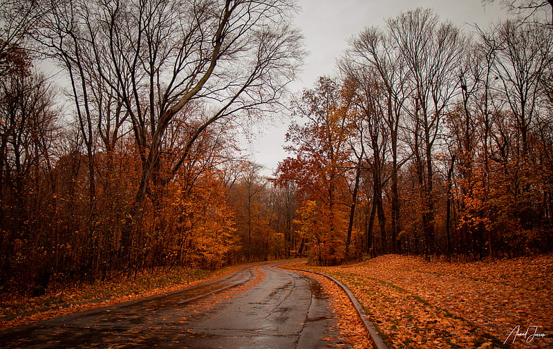 road, trees, autumn, nature, HD wallpaper