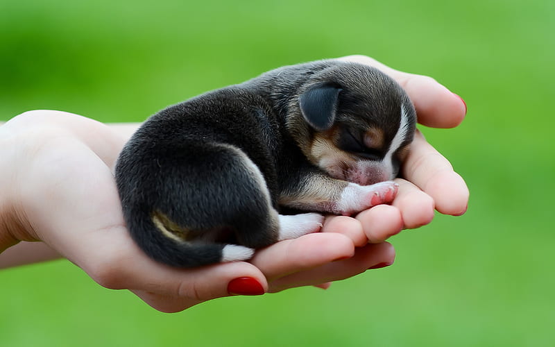 Beagle, puppy, sleeping dog, newborn beagle, pets, dogs, cute animals, beagle in hand, Beagle Dog, small beagle, HD wallpaper