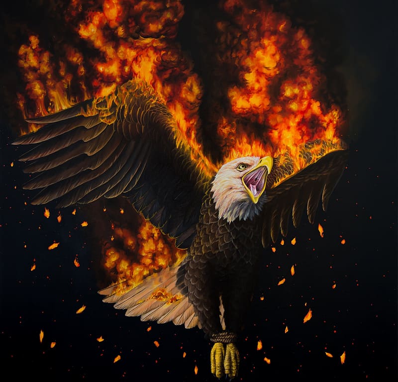 White eagle with fire wings graphic wallpaper HD wallpaper  Wallpaper Flare