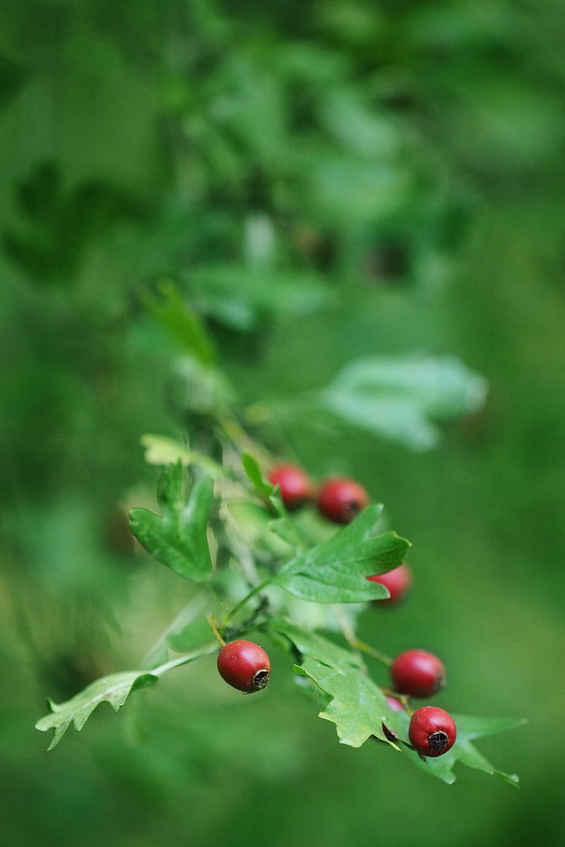 rose hips, berry, branch, leaves, HD phone wallpaper