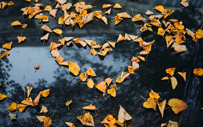 Heart of yellow leaves, love concepts, I love autumn, yellow leaves, creative heart, HD wallpaper