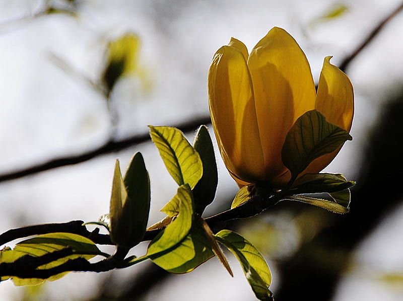 Pájaro amarillo magnolia, flor, amarillo, hojas, verde, Fondo de pantalla  HD | Peakpx