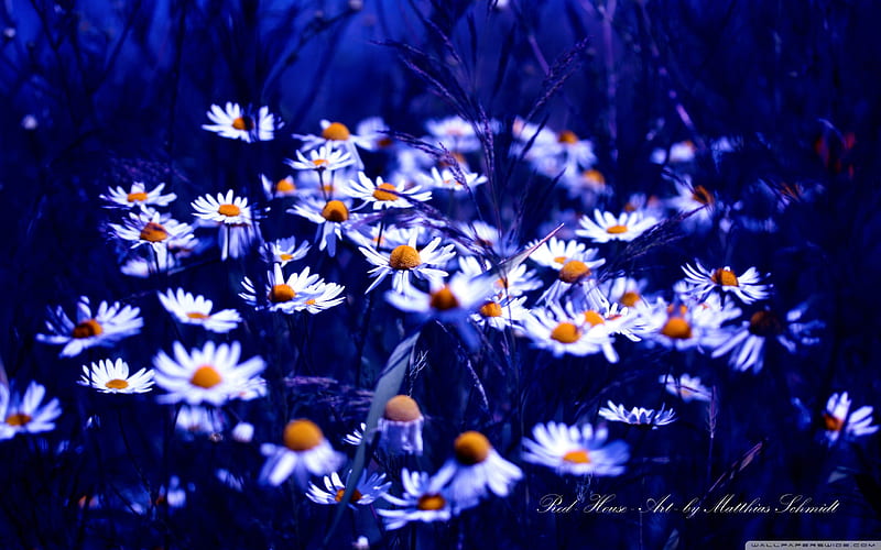 chamomile flowers-beautiful flowers, HD wallpaper