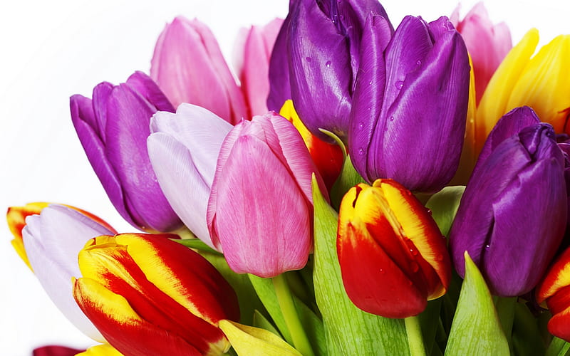 colorful tulips, spring, congratulations, a bouquet of tulips, spring flowers, HD wallpaper